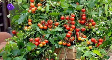 Popis ampelové odrůdy rajčatového vodopádu, jeho pěstování a péče